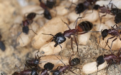 treating ant infestations yorkshire