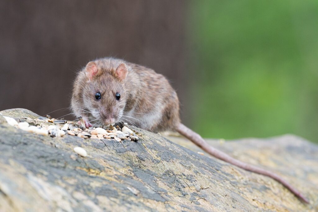 pest control for brown rats