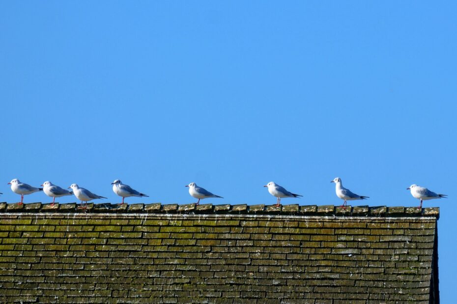gulls, starlings, bird pests